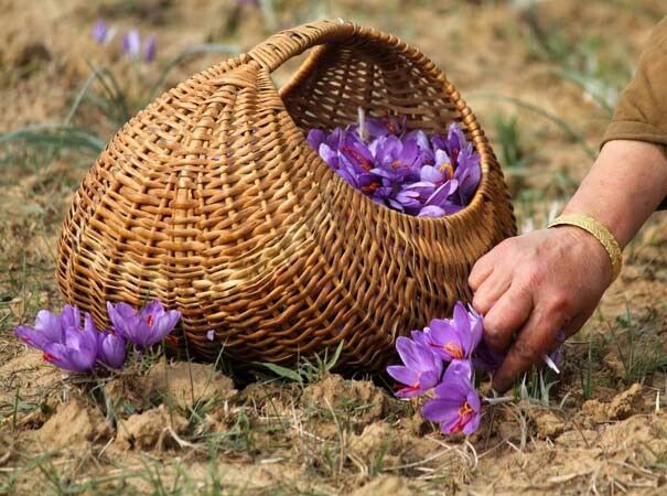 The Ultimate Guide to Buying Authentic Iranian Super Negin Saffron from Trusted Suppliers Like Tamila Agrifood Company