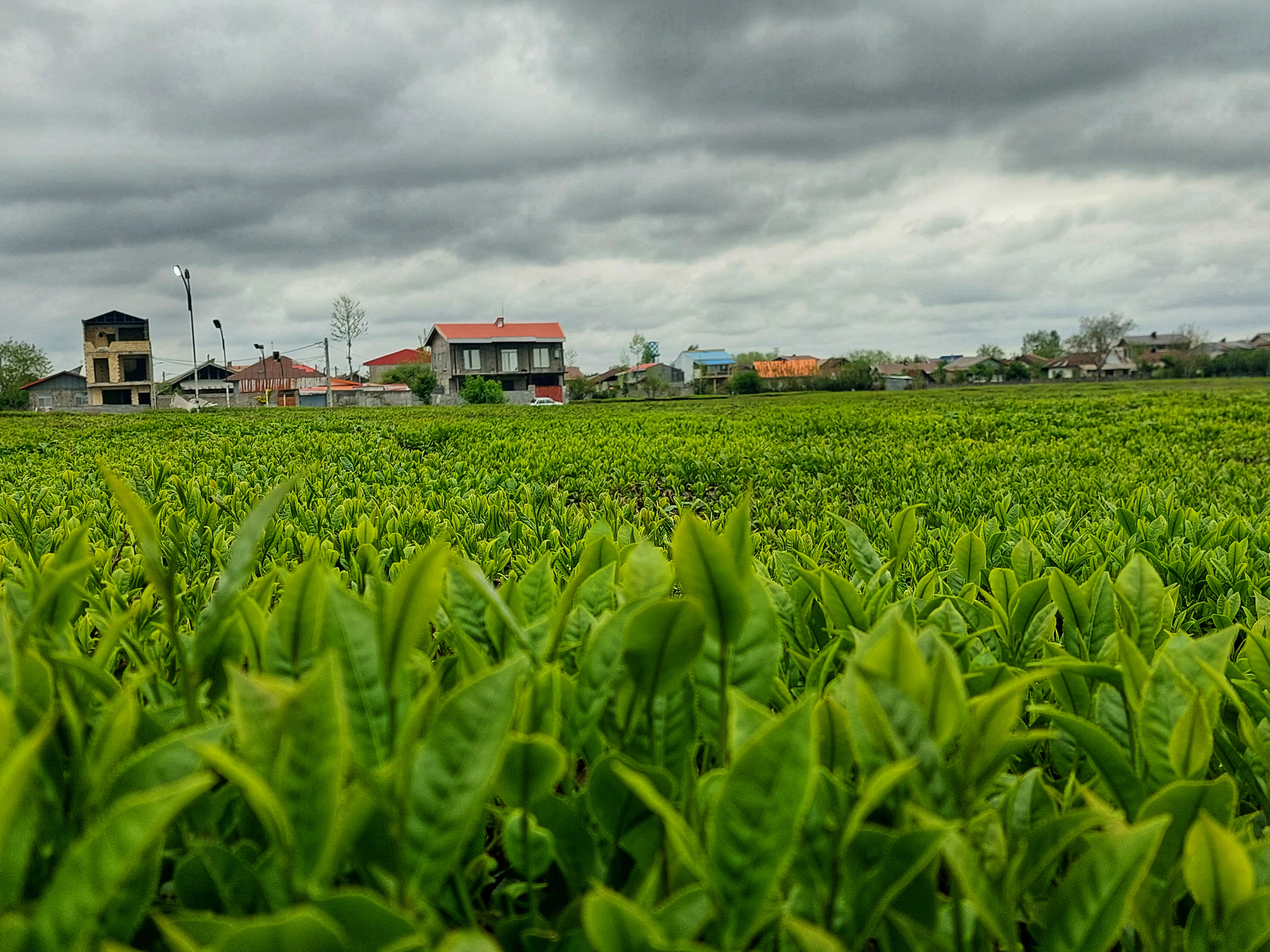 Buy Bulk Loose Leaf Tea from a Trusted Global Supplier – Tamila Agrifood