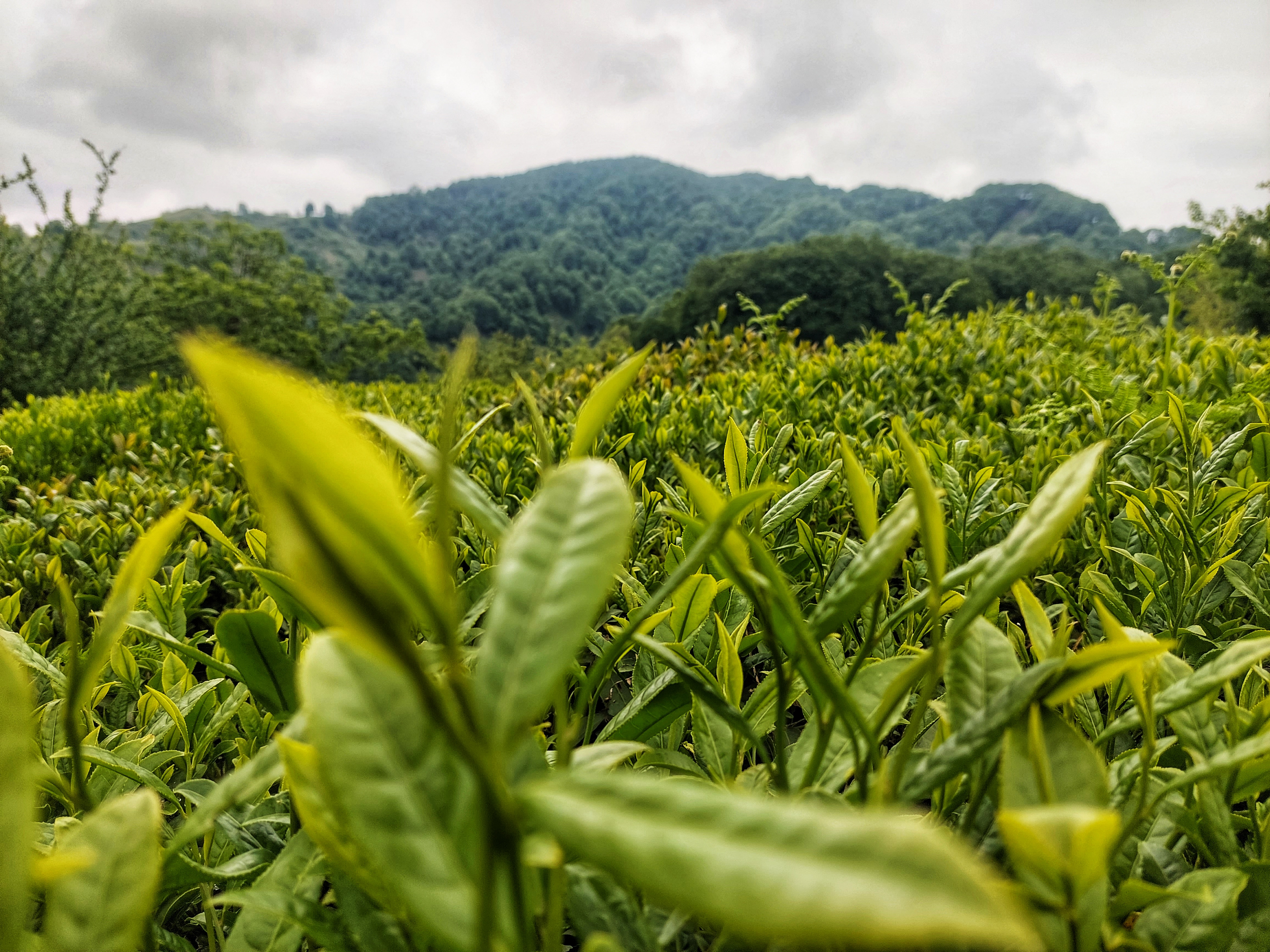 Bulk Tea Wholesale; Freshness, Flavor & Quality from the Source