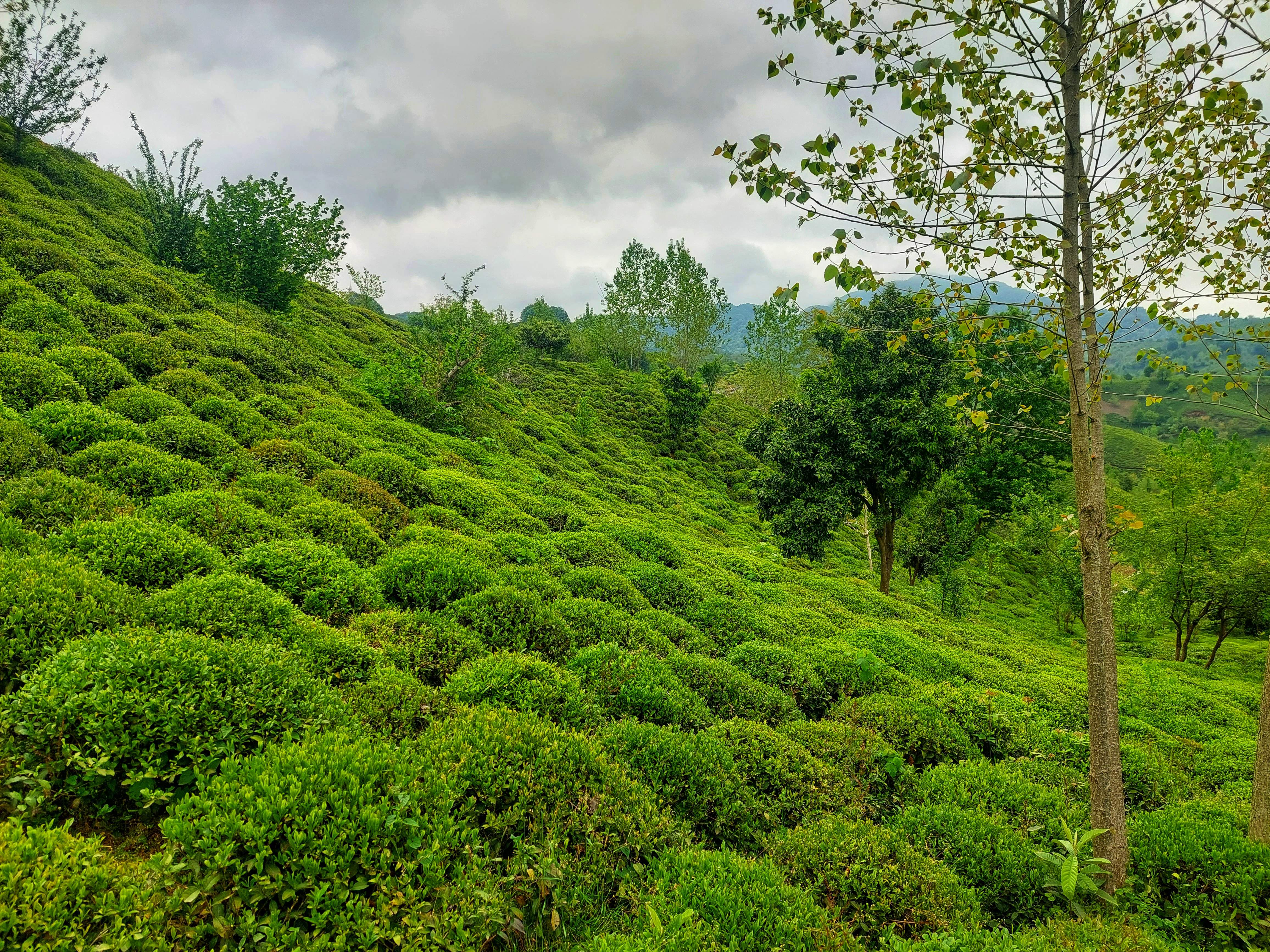 Breaking into the UK Tea Market: The Untapped Potential of Iranian Tea for Wholesale Success