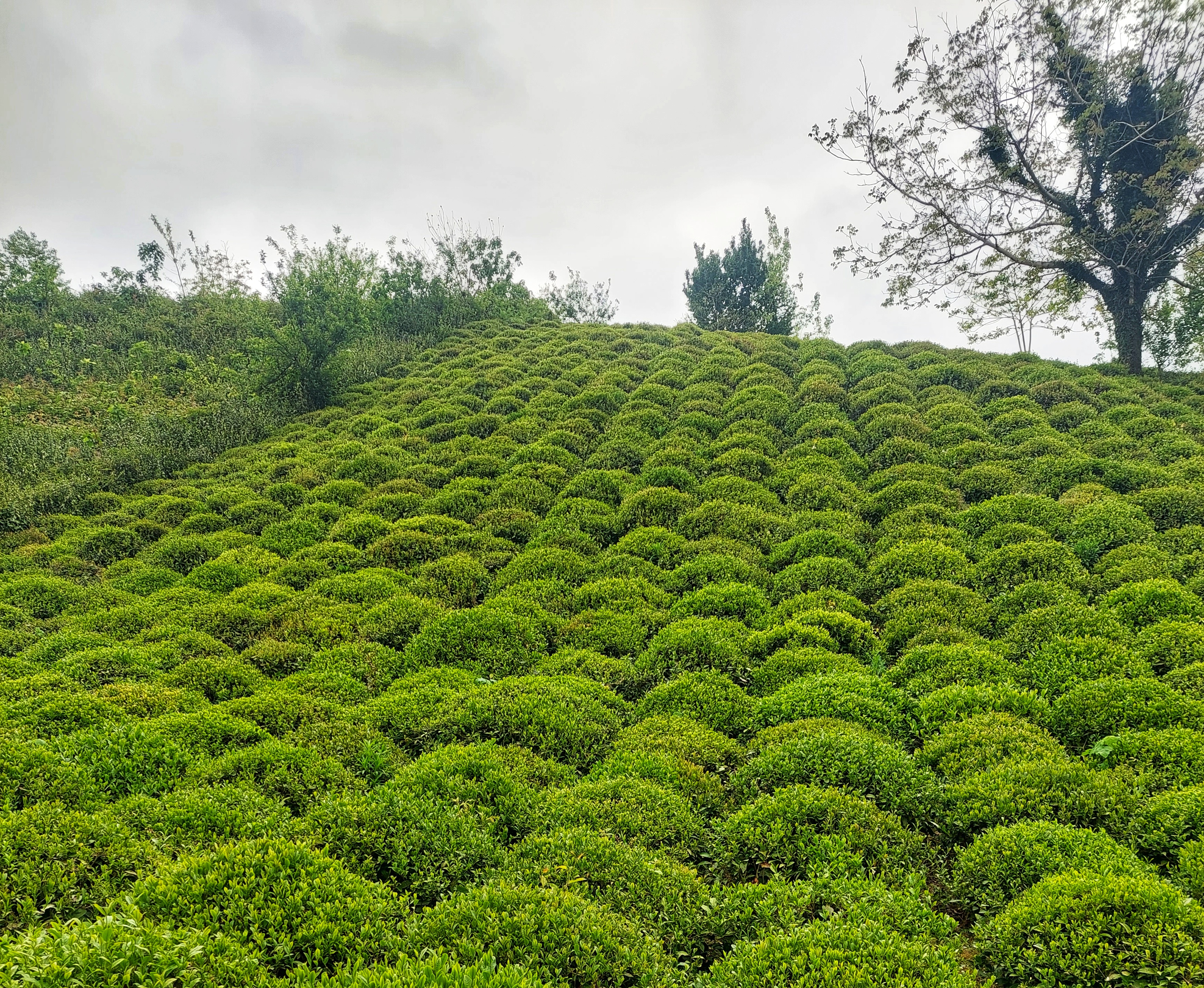 Wholesale Green Tea Supplier from Iran; Where Quality Meets Tradition