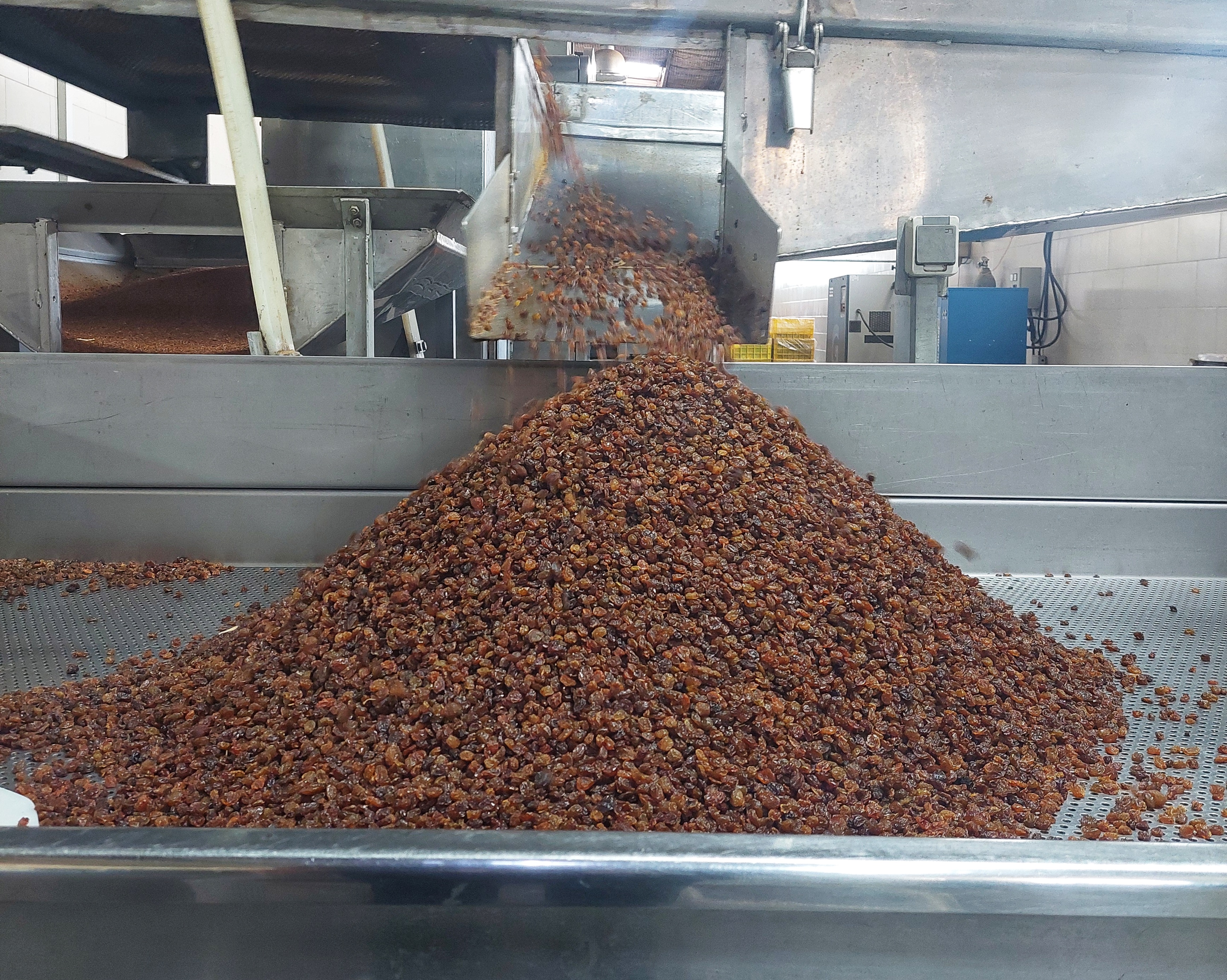 Bulk Raisins Supplier; Premium Wholesale Raisins Direct from Iran