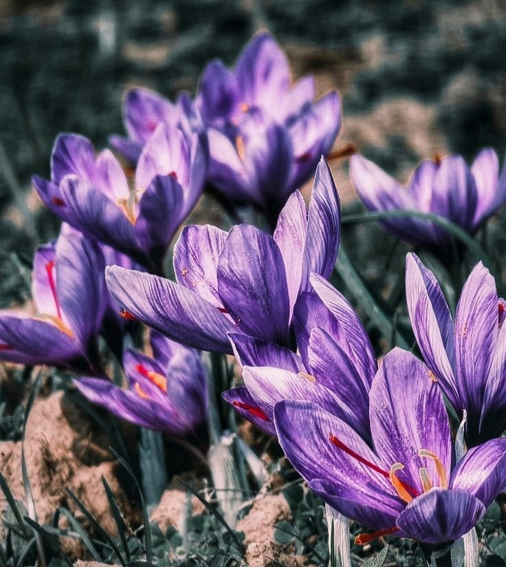 Unlocking the Dutch Market; CIF Price, Market Trends & Consumer Preferences for Iranian Saffron in the Netherlands