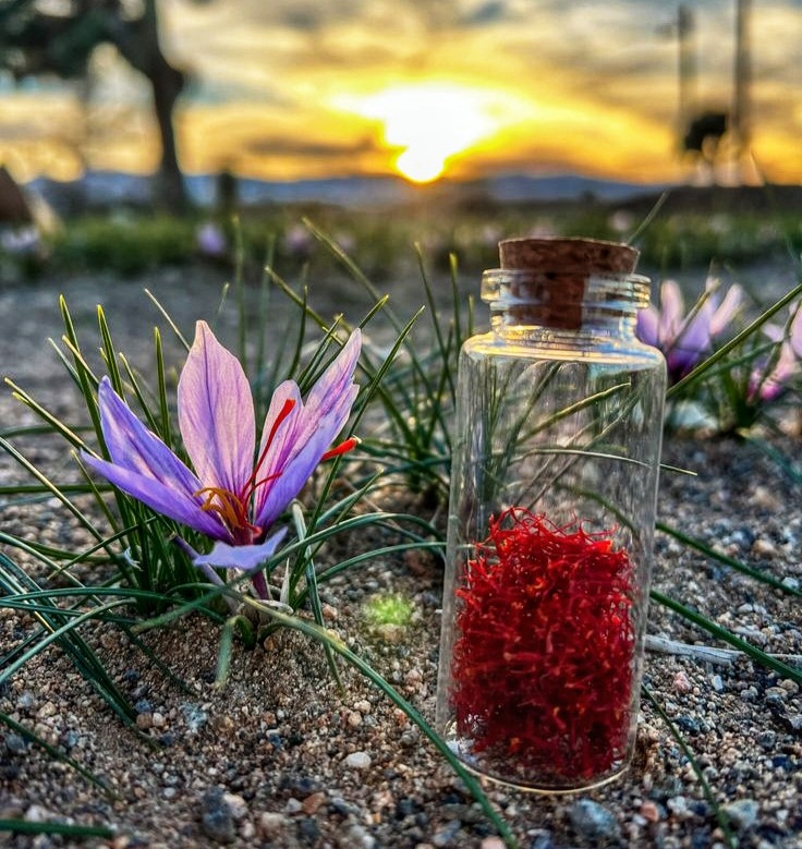 Buy Premium Iranian Saffron; Direct from the Heart of Persia