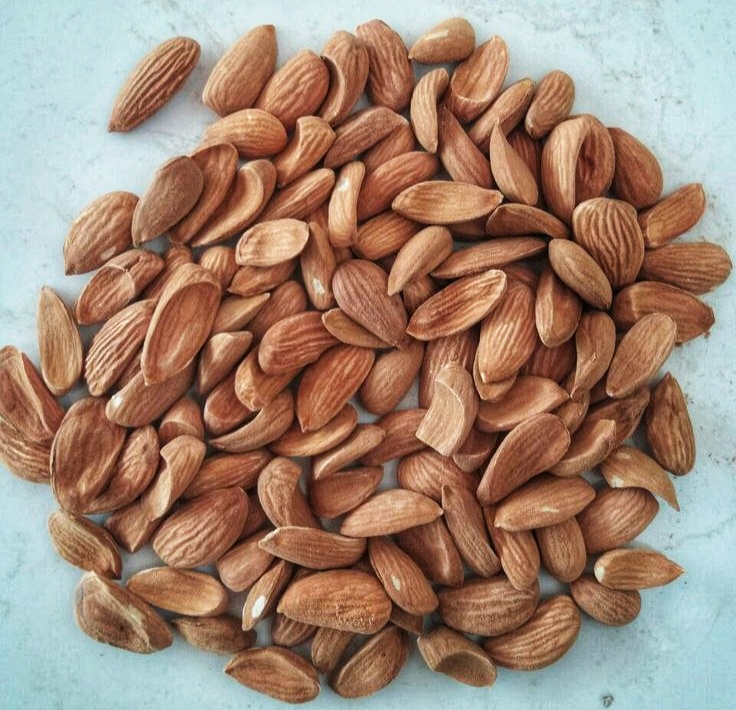 Bulk Mamra Almond Supplier; High-Quality Iranian Almonds at Scale