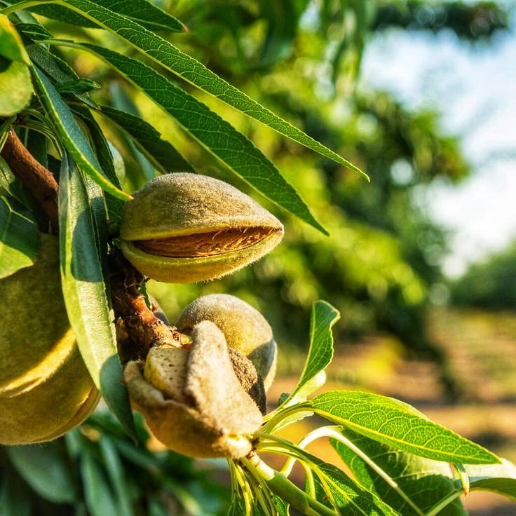 Buy Mamra Almonds Online; Pure Iranian Excellence at Your Fingertips