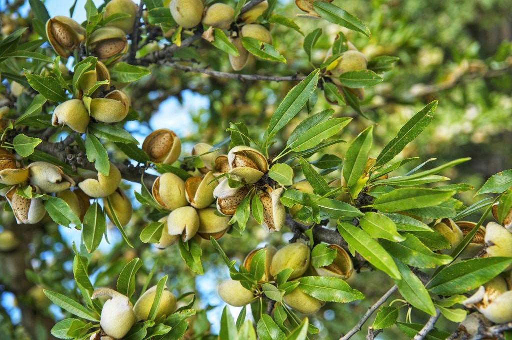 Buy Iranian Mamra Almonds; Direct from Origin with Guaranteed Purity