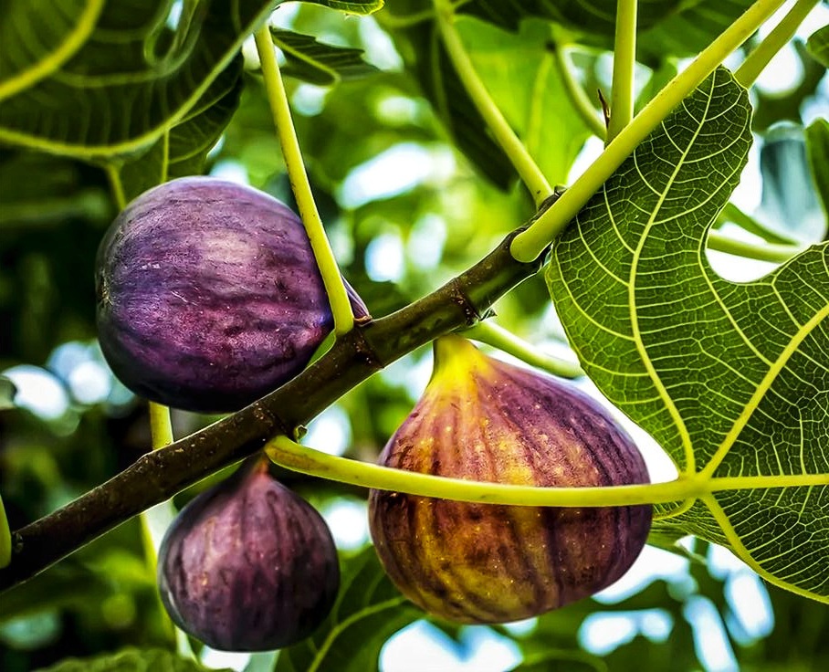 Organic Dried Figs in Bulk; The Natural Sweetness Your Business Deserves