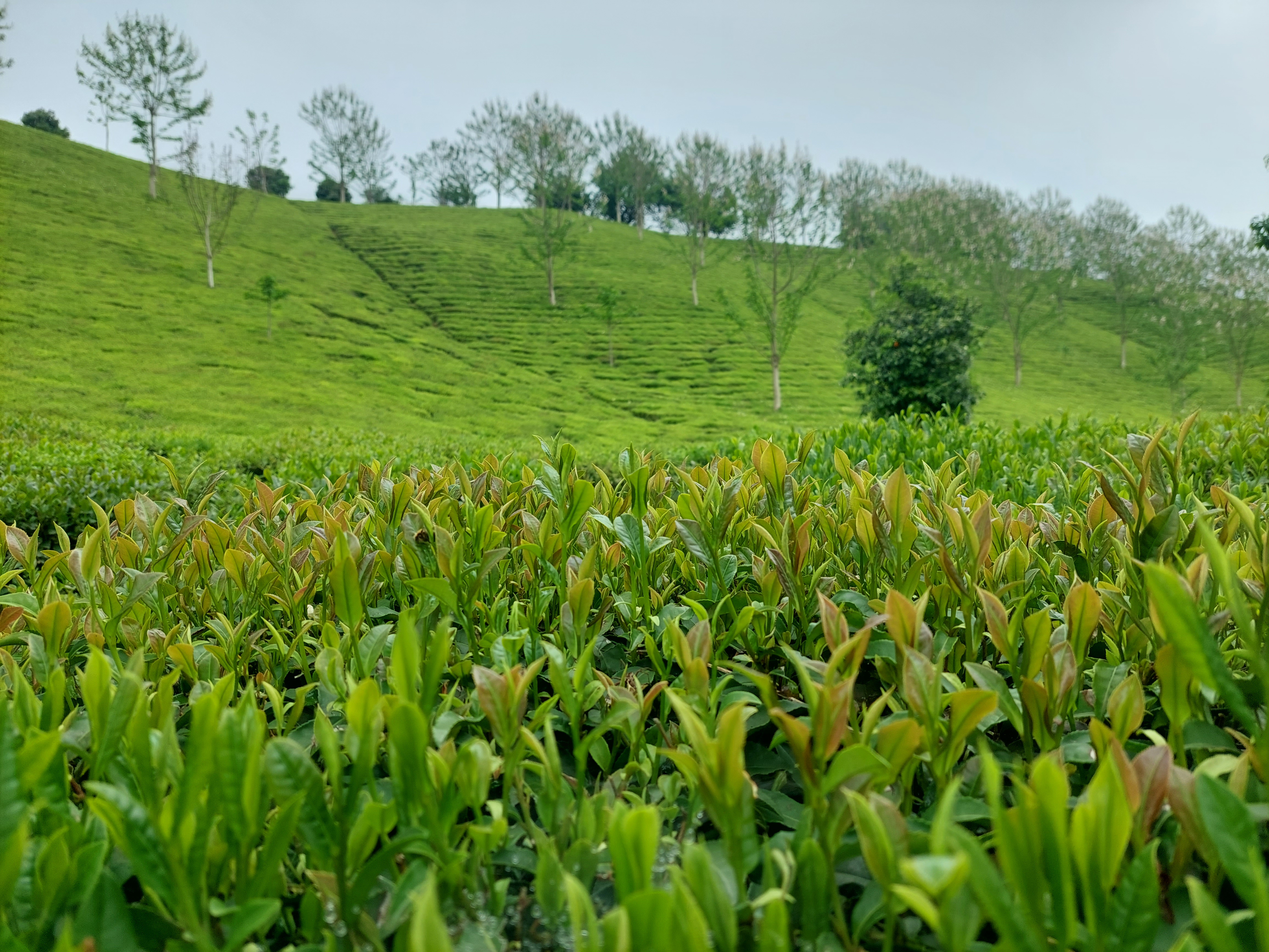 Iranian Tea in Azerbaijan; Wholesale Pricing, Market Trends & Consumer Preferences