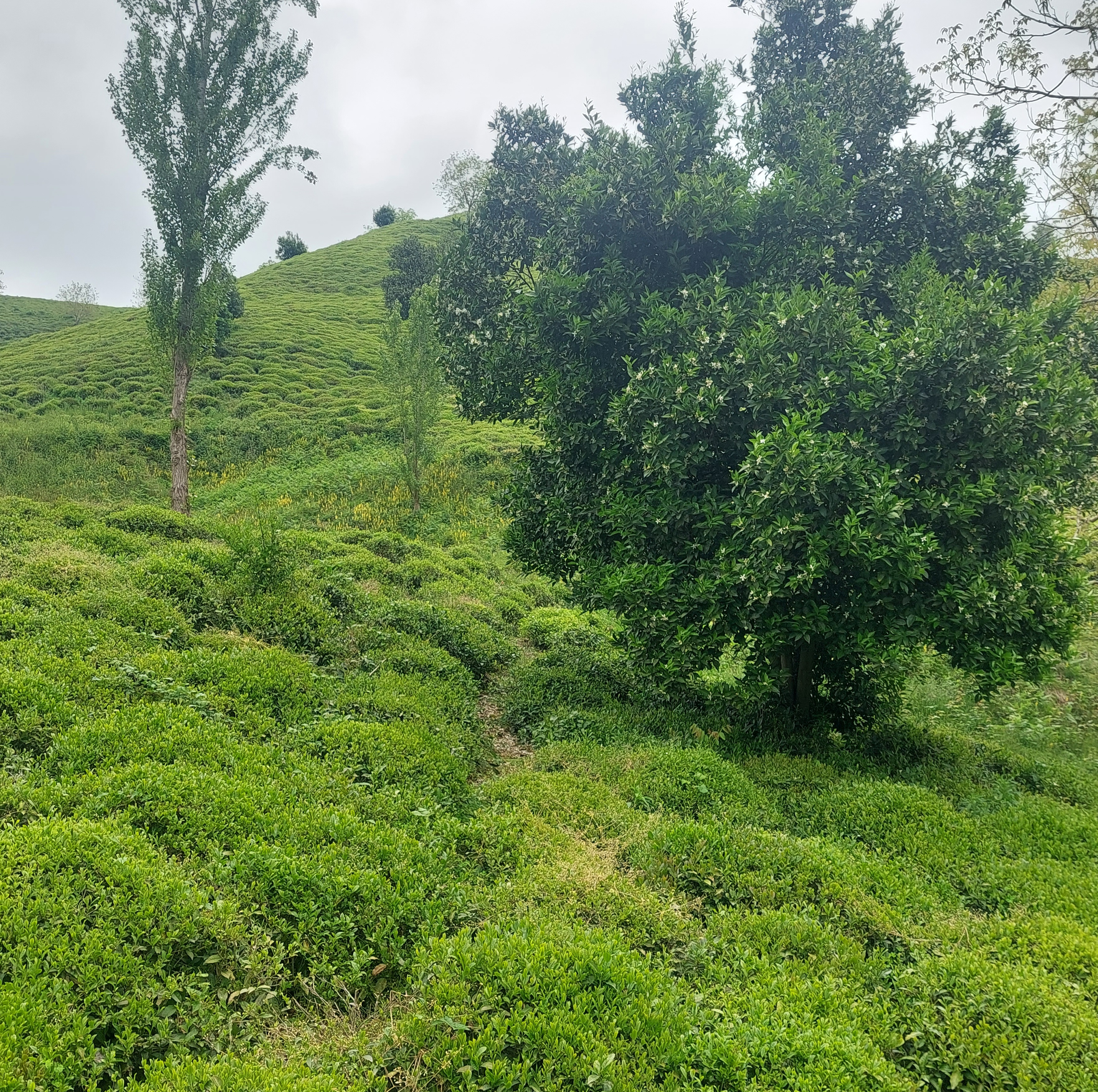 Buy Iranian Tea Online; Premium Persian Tea Exported Directly from Iran