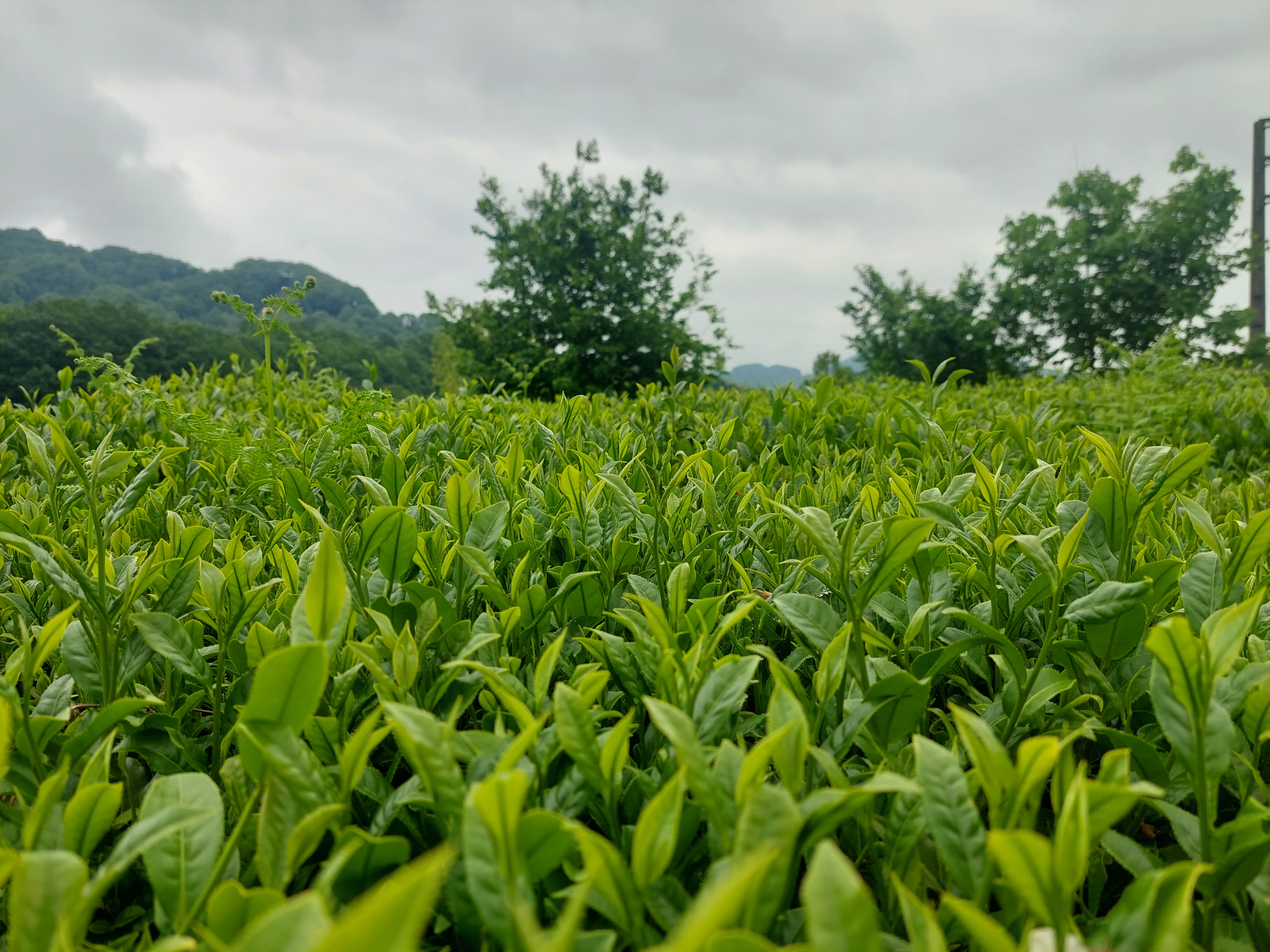 Bulk Iranian Tea Supplier; Discover the Rich Flavors of Persian Tea at Wholesale Scale