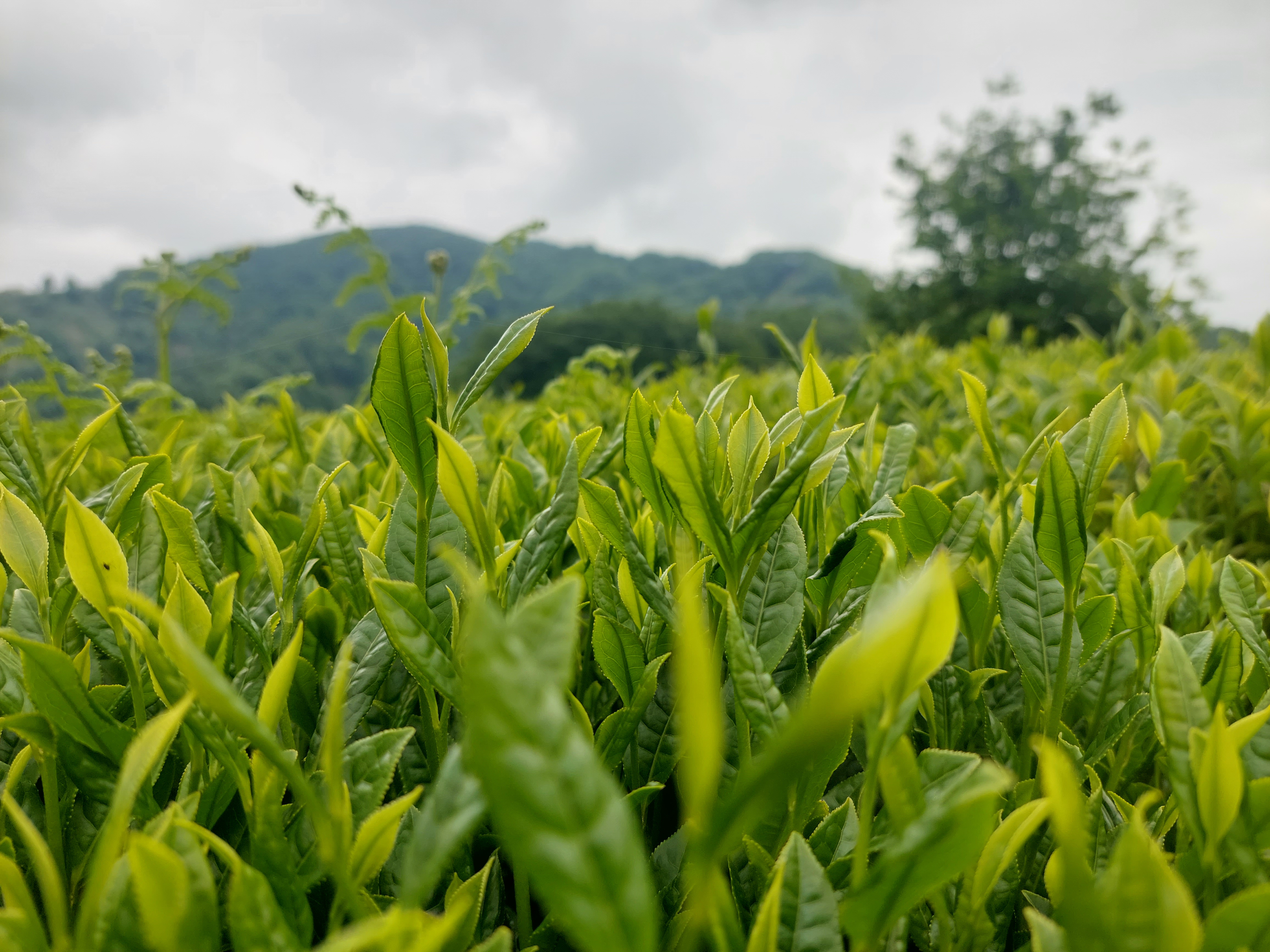 Top Types of Iranian Tea Preferred by Egyptian Consumers; A Guide for Importers and Distributors