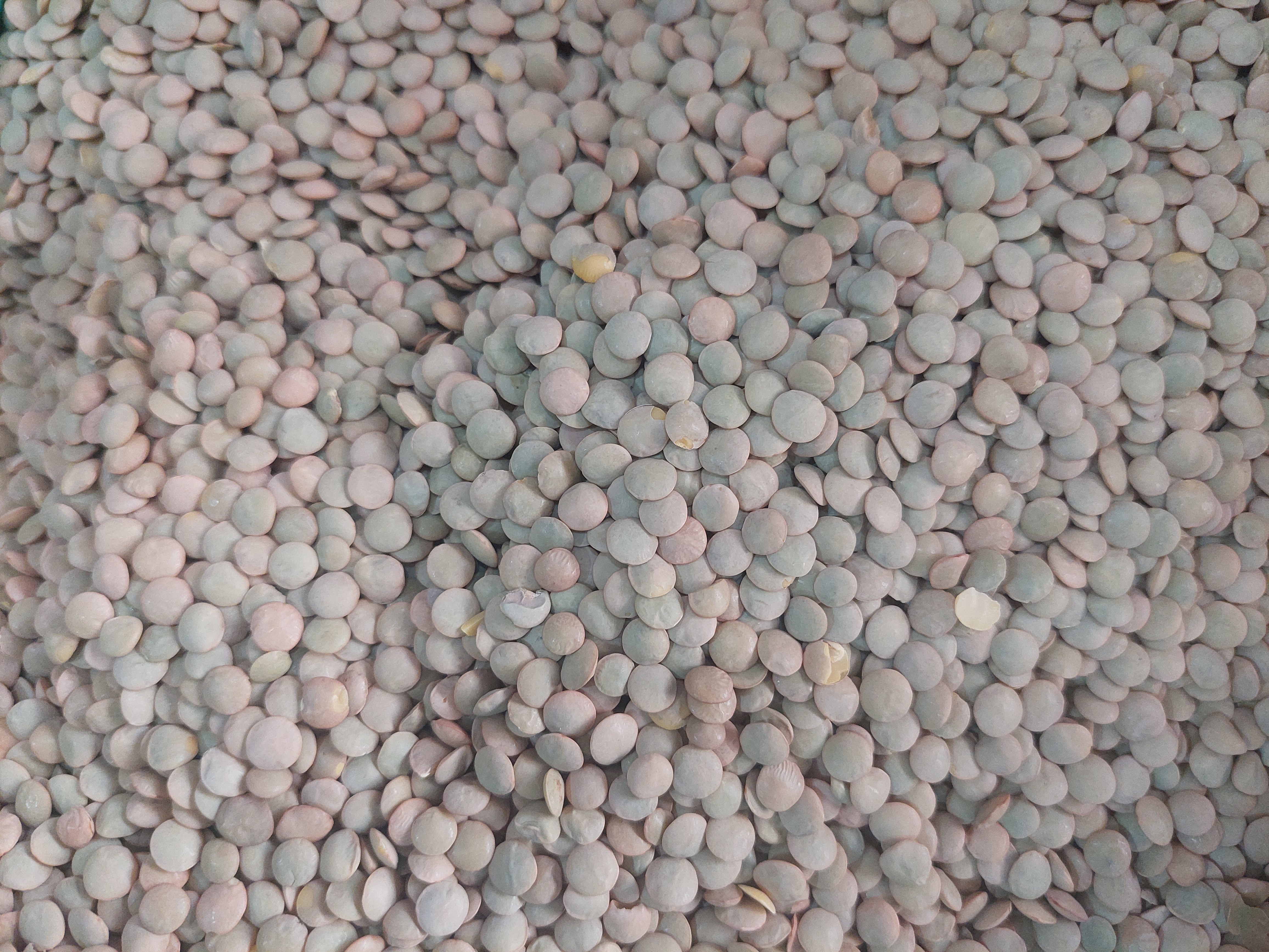 Unlocking the Benefits of Iranian Lentils for Ghanaian Importers and Distributors