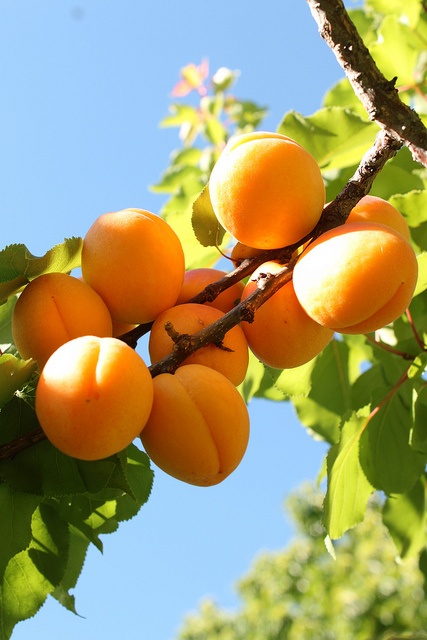 Wholesale Dried Apricot; High-Quality Bulk Supply from Iran