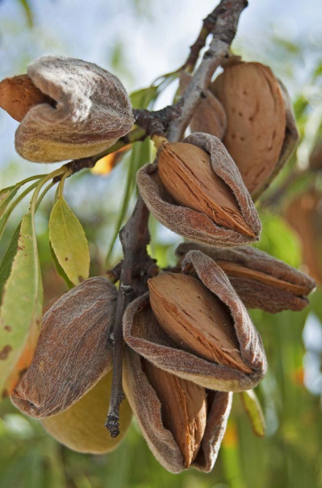 Mamra Almonds Exporter from Iran; Where Purity Meets Prestige