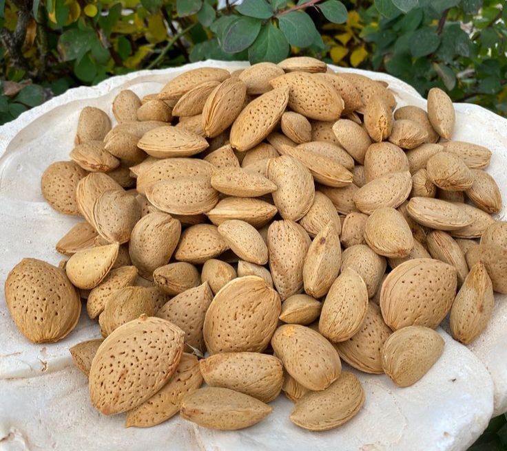 Iran Organic Mamra Almonds; The Purest Form of Wellness from Nature
