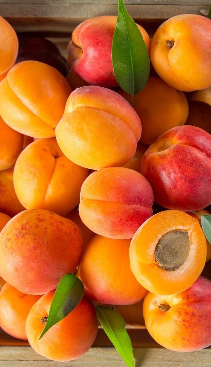 Premium Iran Dried Apricot Exporter; Your Trusted Source for Natural Quality and Global Reach